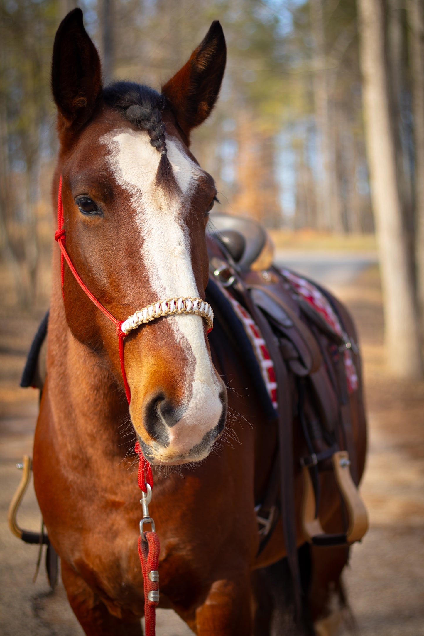 Trinity Rope Halter